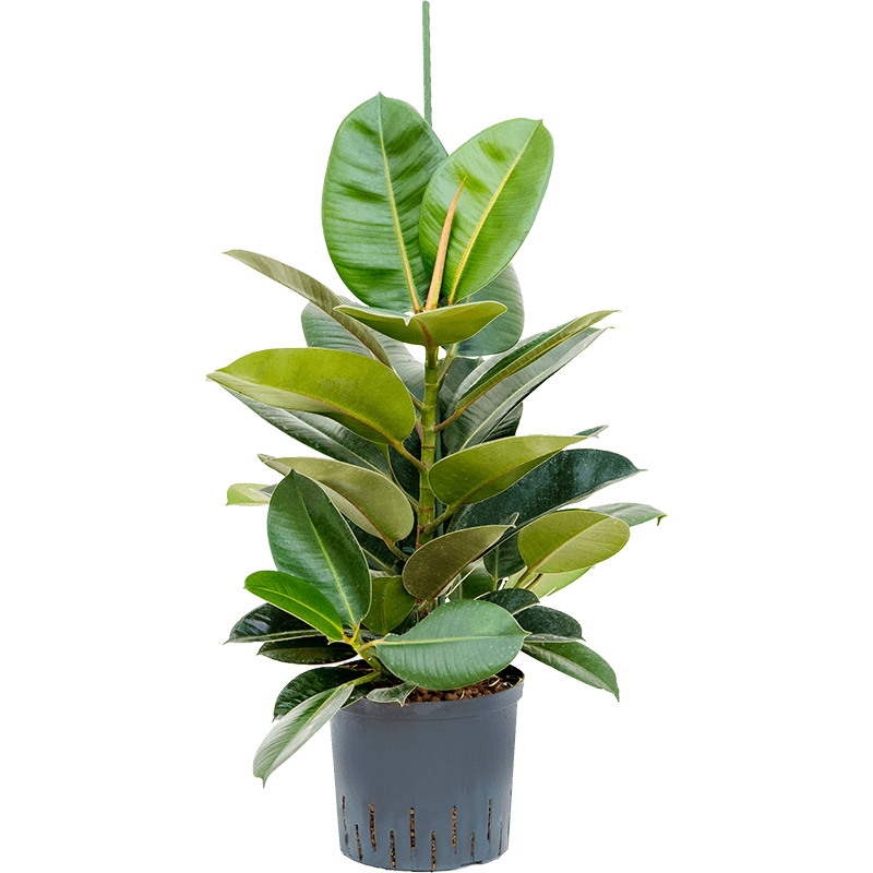 Ficus Elastica Robusta bush