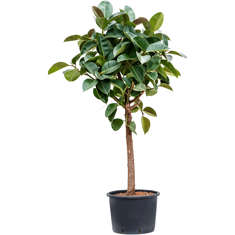 Ficus Elastica Robusta op stam 