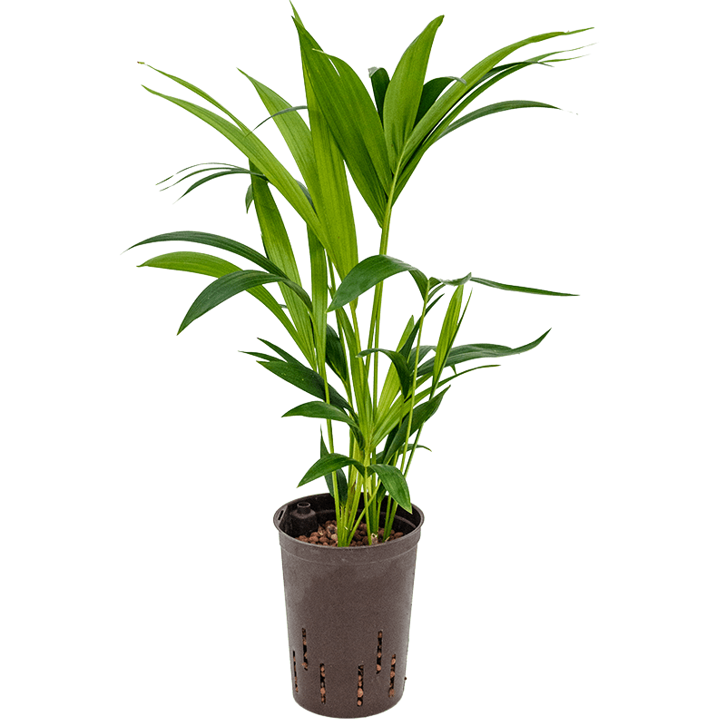 Kentia Howea 60cm