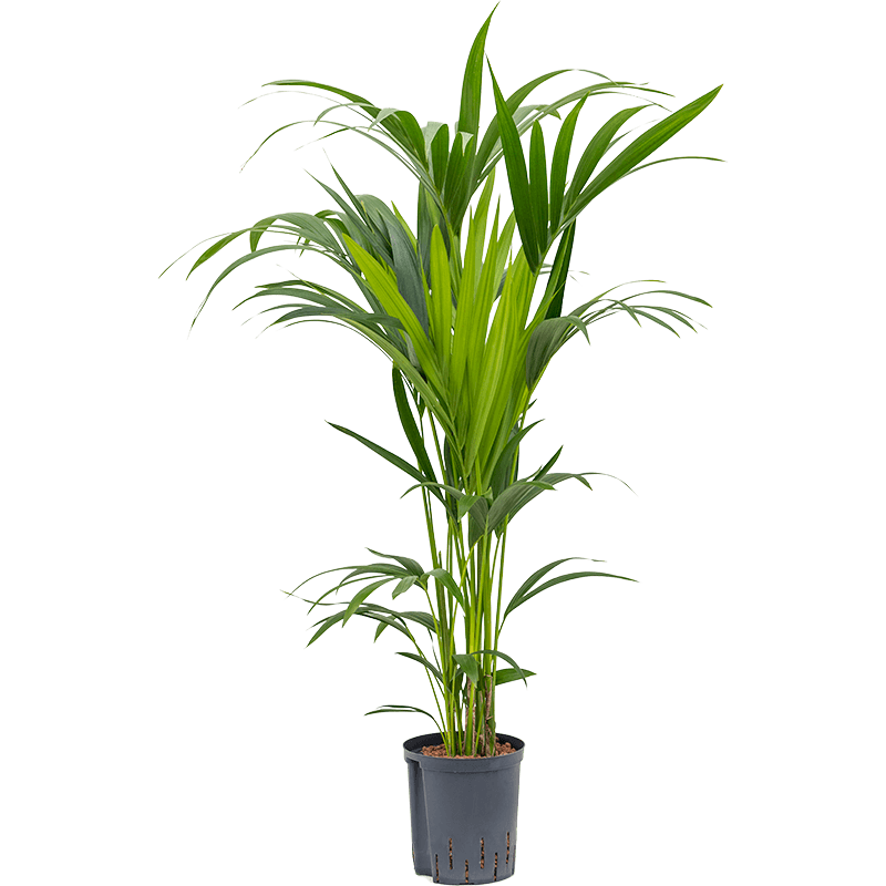 Kentia Howea 120cm