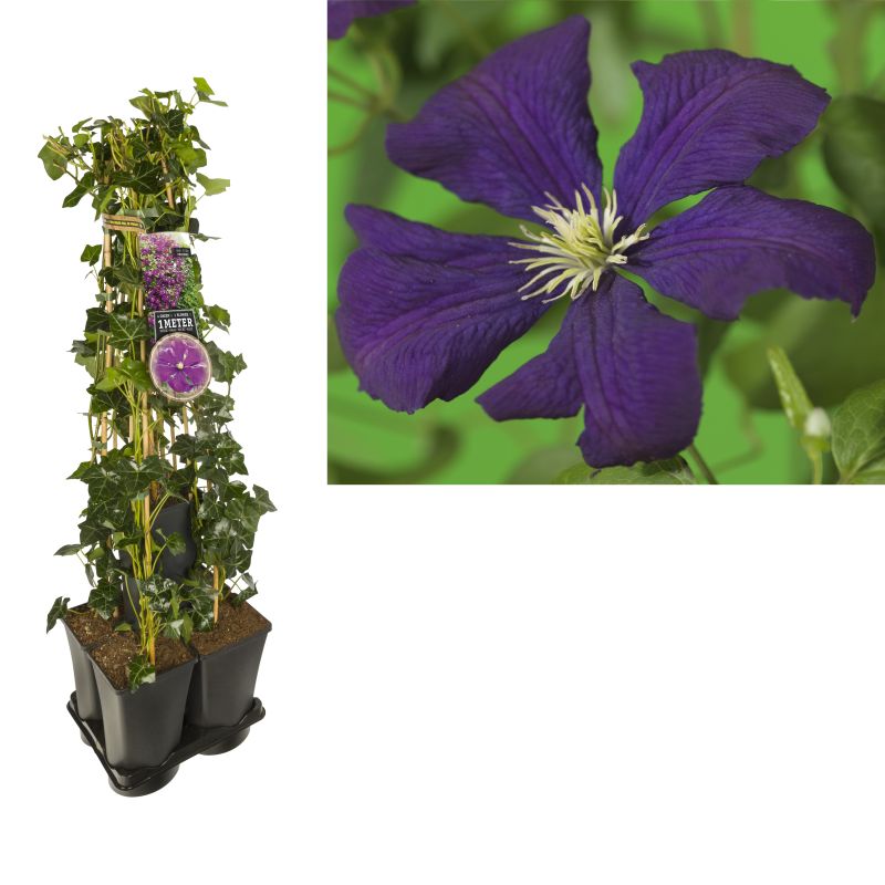 1 meter privacy met Clematis 'Etoile Violette'