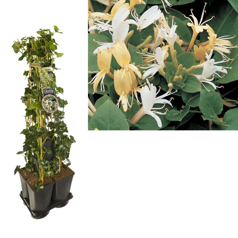 1 meter privacy met Lonicera 'Hall's Prolific'