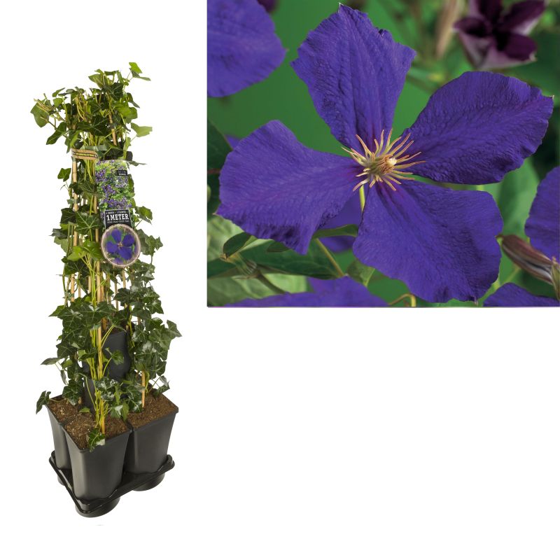 1 meter privacy met Clematis 'Jackmanii'