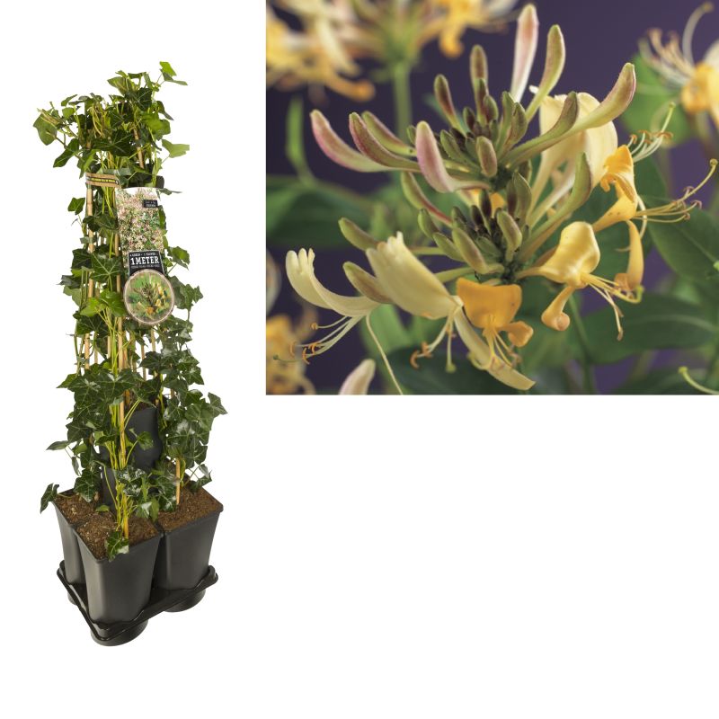 1 meter privacy met Lonicera 'Periclymenum'