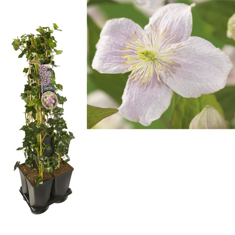 1 meter privacy met Clematis Mayleen