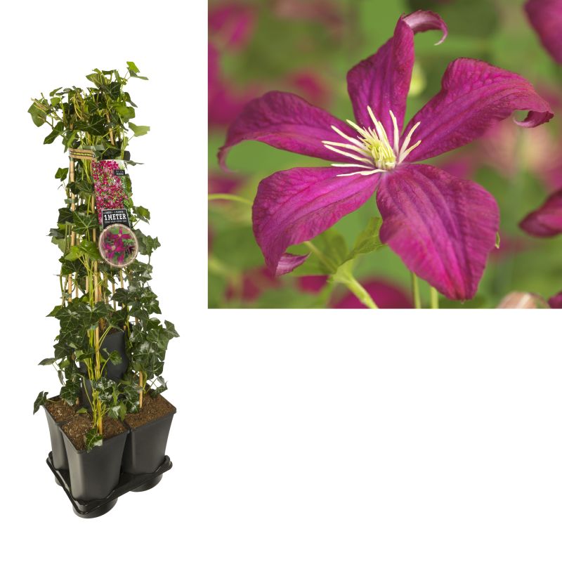 1 meter privacy met Clematis 'Madame Julia Correvon'