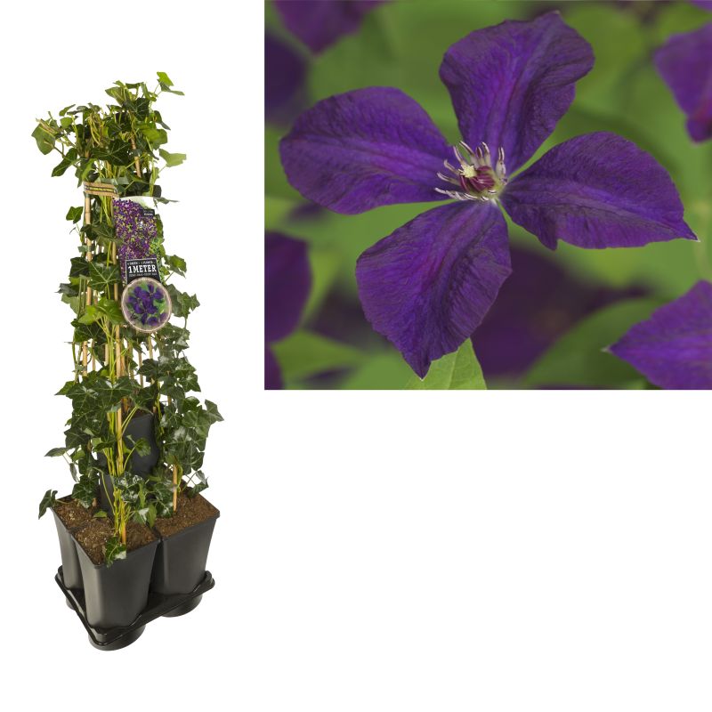 1 meter privacy met Clematis 'Polish Spirit'