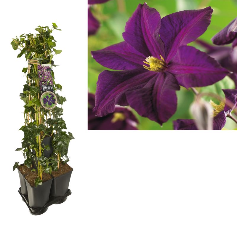 1 meter privacy met Clematis 'Romantika'