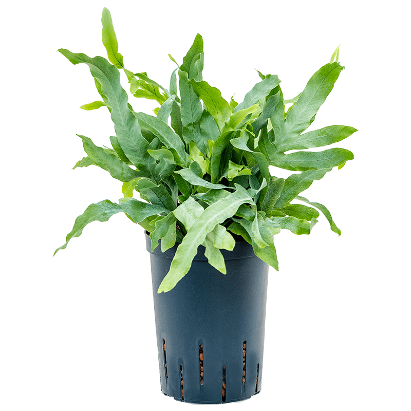 Phlebodium Aureum Blue Star