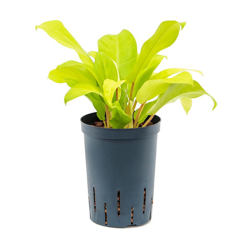 Philodendron Malay Gold