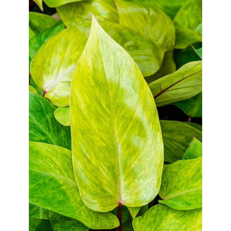 Philodendron Painted Lady 