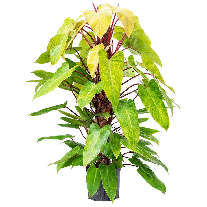 Philodendron Painted Lady 