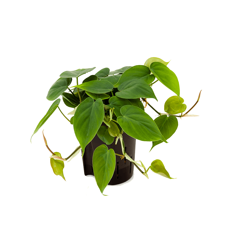 Philodendron Scandens