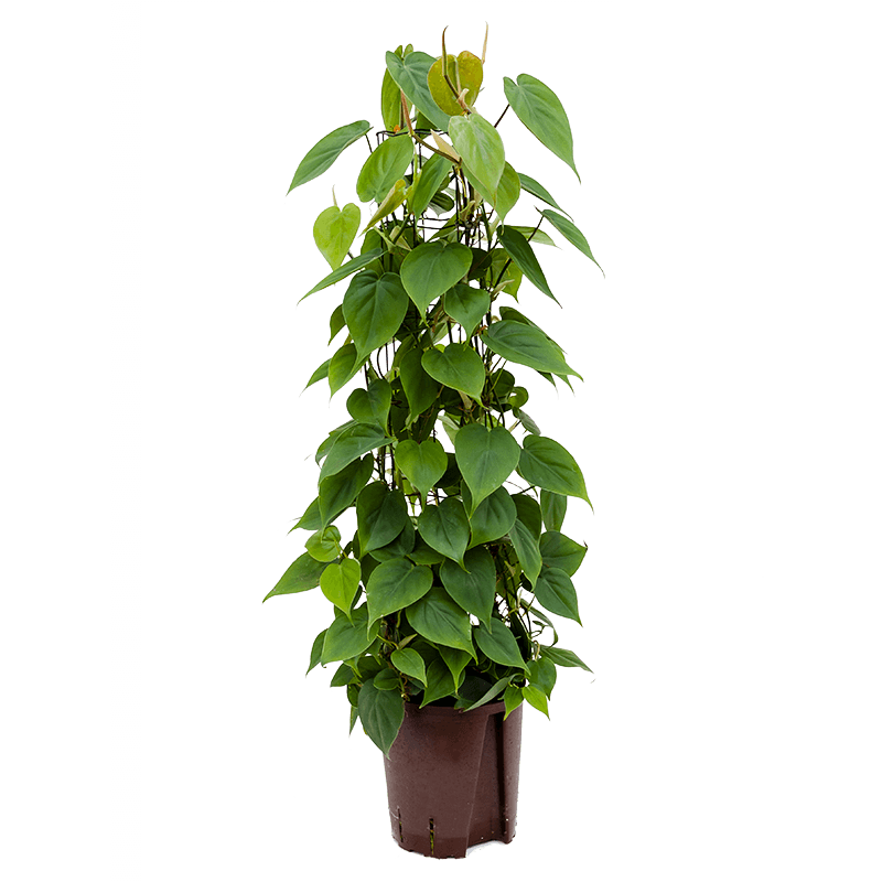 Philodendron Scandens draadzuil 