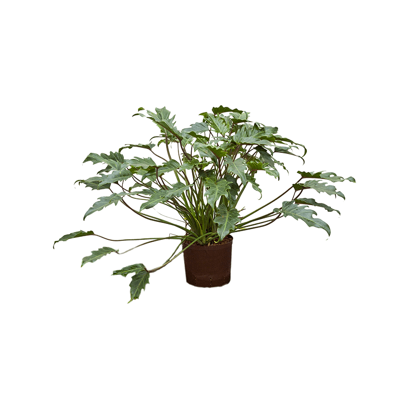 Philodendron Xanadu 