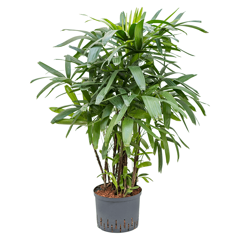 Rhapis Excelsa