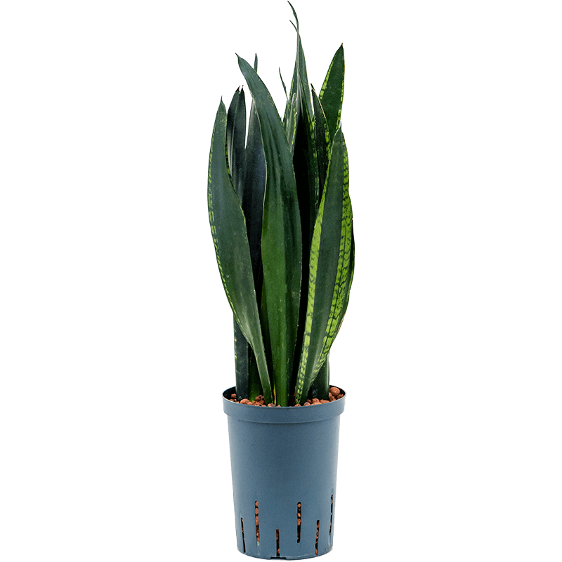 Sansevieria Black Tiger