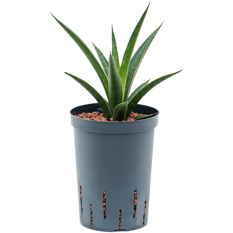 Sansevieria Amazon Green