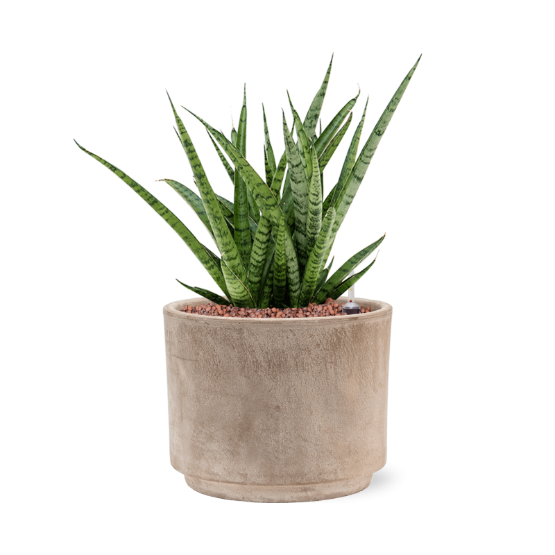 Sansevieria Comet Rocky Mountain