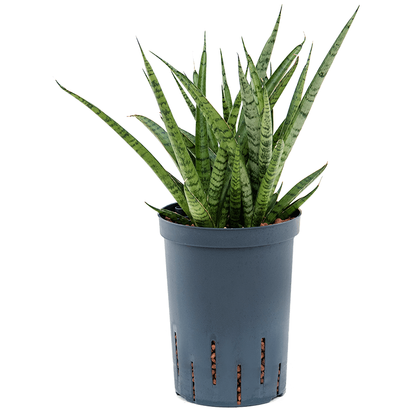 Sansevieria Rocky Mountain