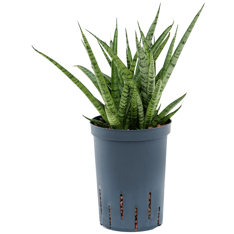 Sansevieria Comet Rocky Mountain