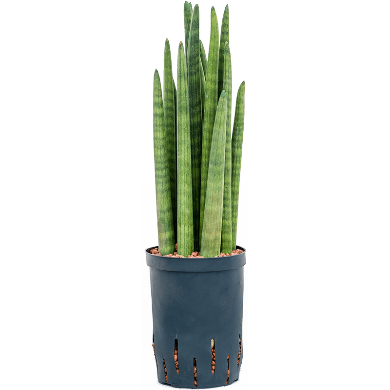 Sansevieria Tower