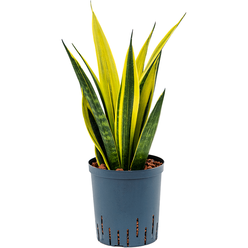 Sansevieria Gold Flame