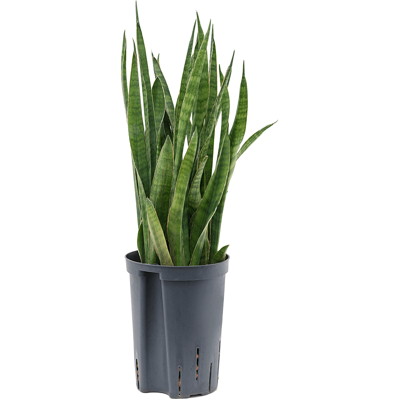 Sansevieria Kirkii 