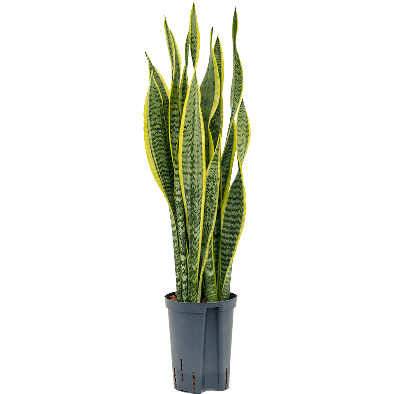 Sansevieria Laurentii
