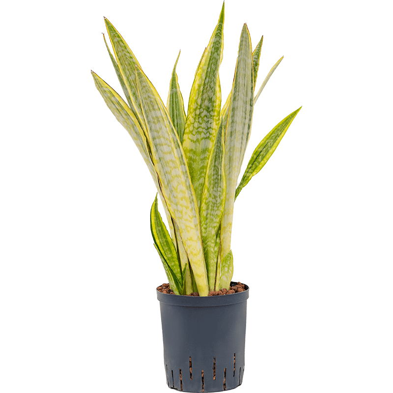 Sansevieria Lauren