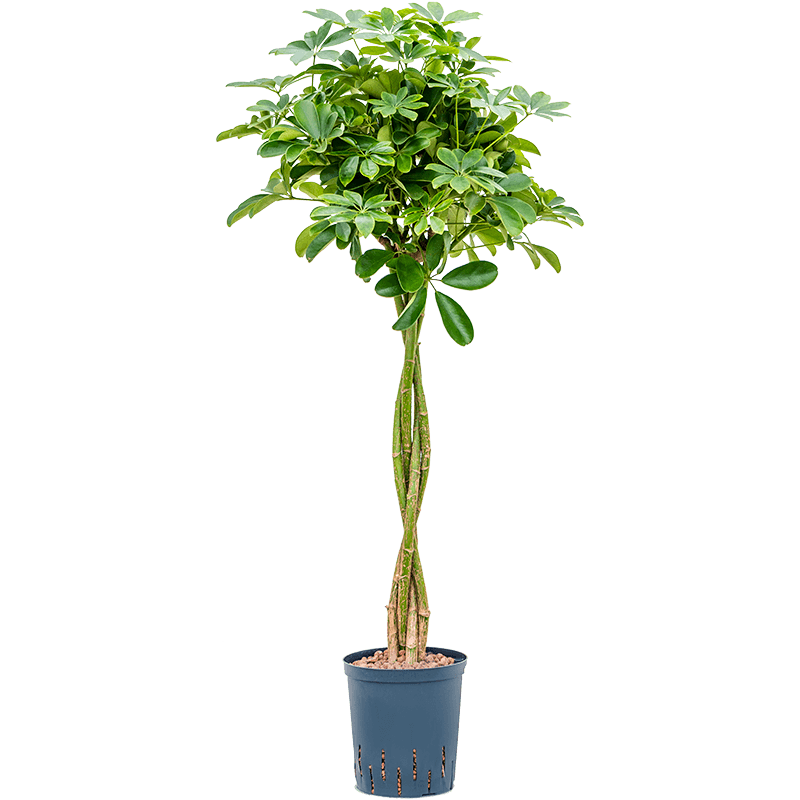 Schefflera Nora op stam twist