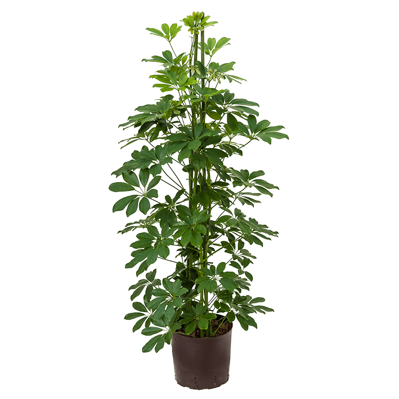 Schefflera Compacta toef