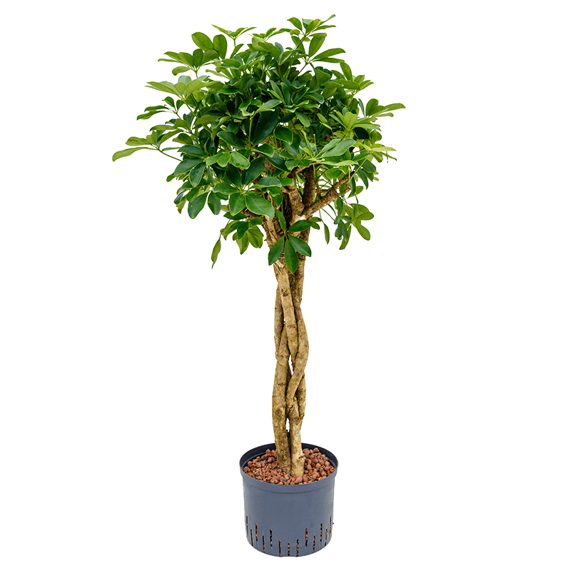 Schefflera Arboricola gevlochten stam