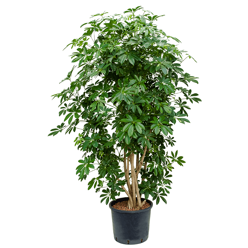 Schefflera Compacta vertakt