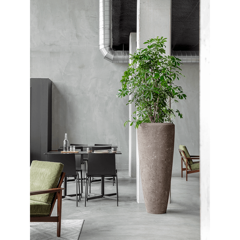 Schefflera Compacta vertakt