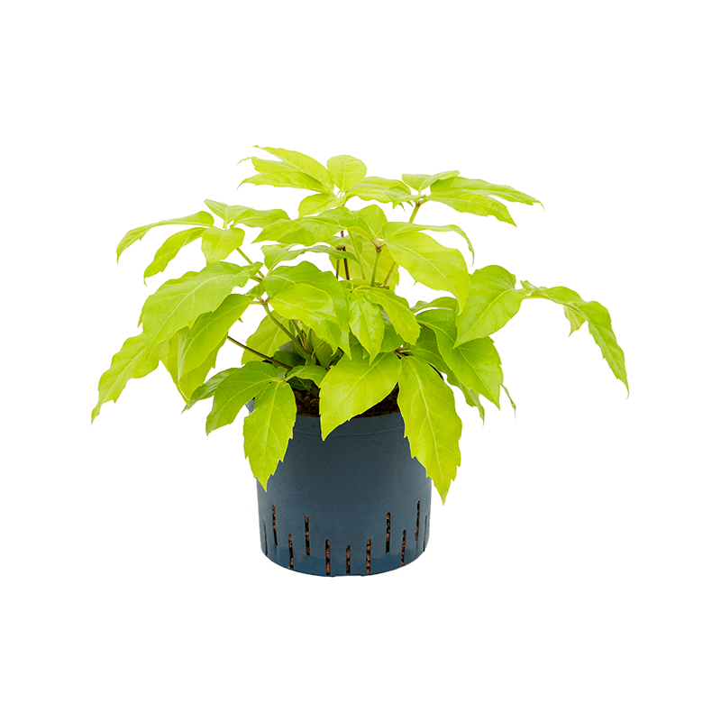Schefflera Golden Amate
