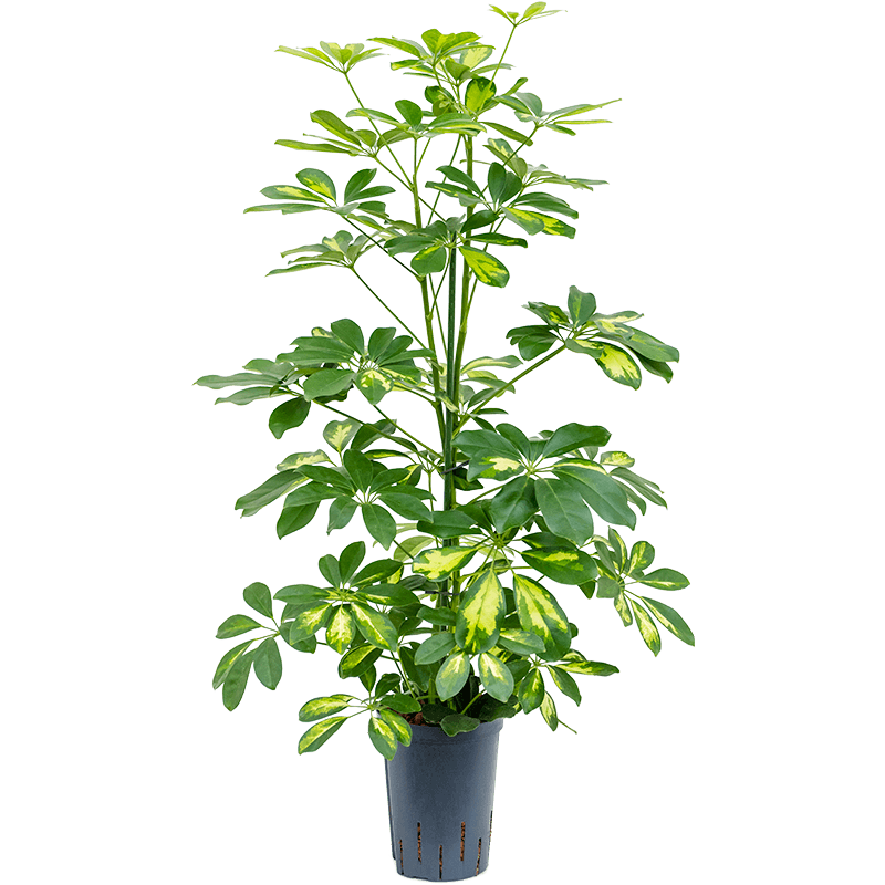 Schefflera Arboricola Gold Capella 