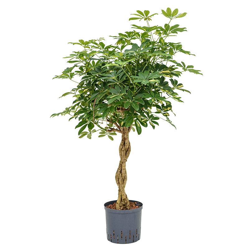 Schefflera Gold Capella gevlochten stam