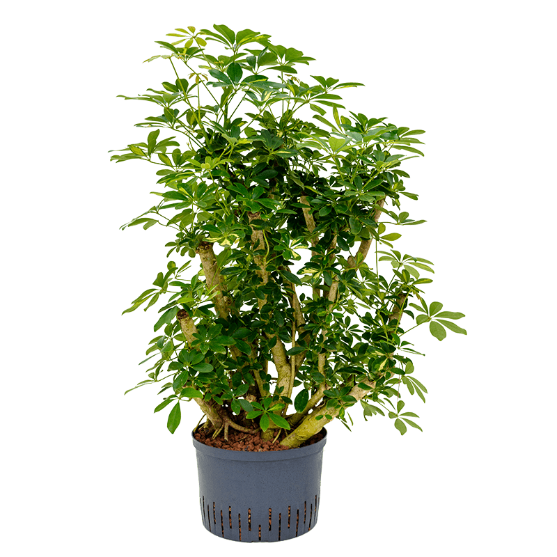 Schefflera Gold Capella vertakt