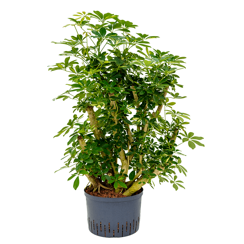 Schefflera Arboricola Gold Capella vertakt