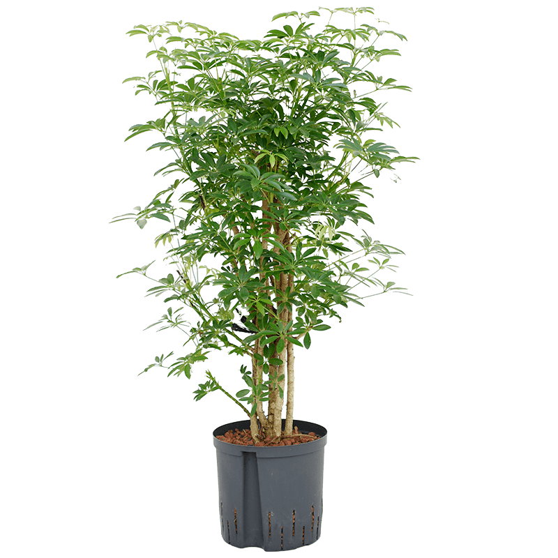 Schefflera Luseana vertakt