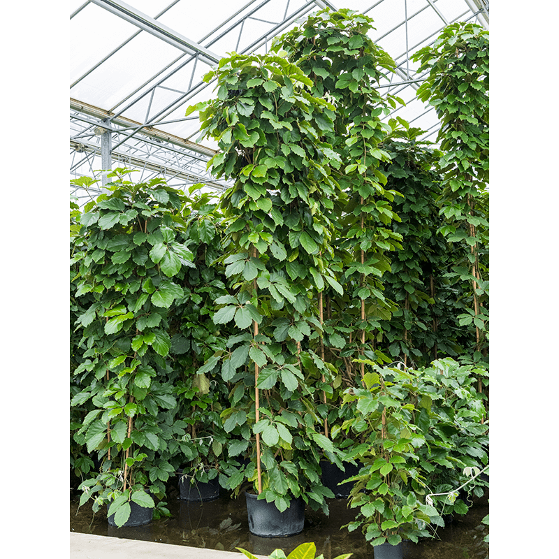 Tetrastigma Voinierianum piramide
