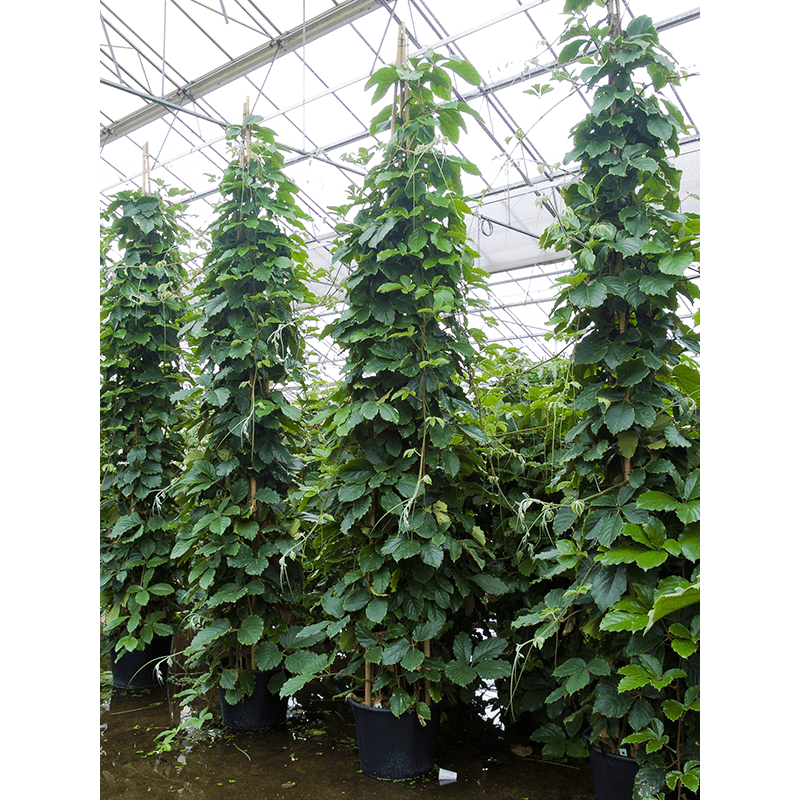 Tetrastigma Voinierianum piramide