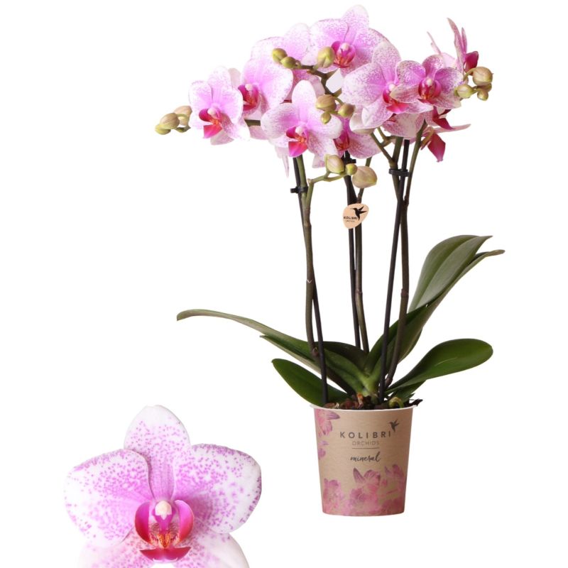 Phalaenopsis Mineral Rotterdam