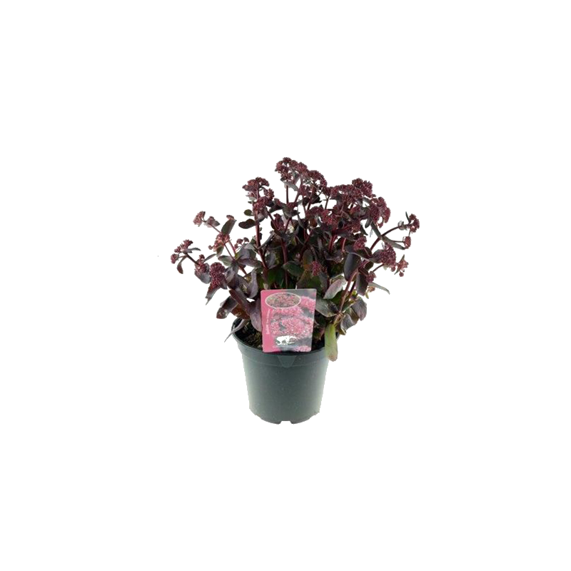 Sedum 'Jose Aubergine'