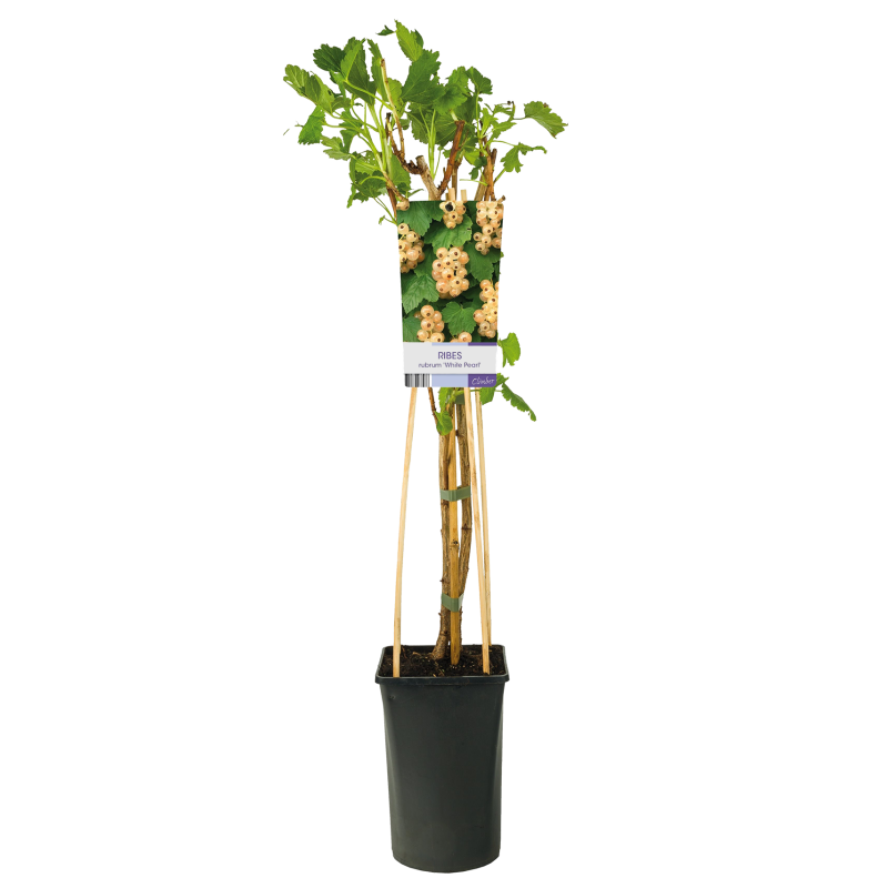 Ribes rubrum 'White Pearl'