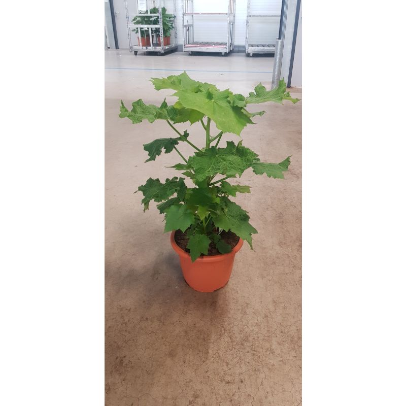 Sparmannia Africana