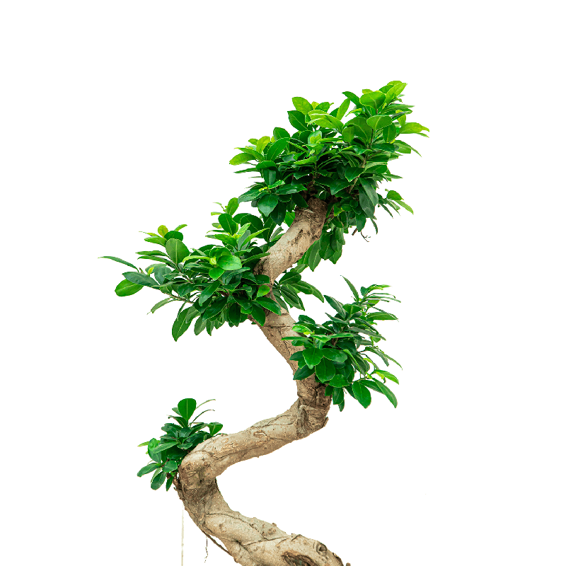 Ficus Bonsai in watergevende Rondo wit