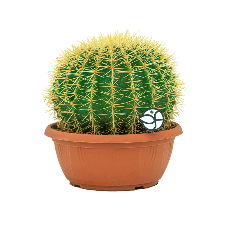 Vulgariteit Wiskundig Geelachtig Cactus Echino eenvoudig en snel thuis laten bezorgen?