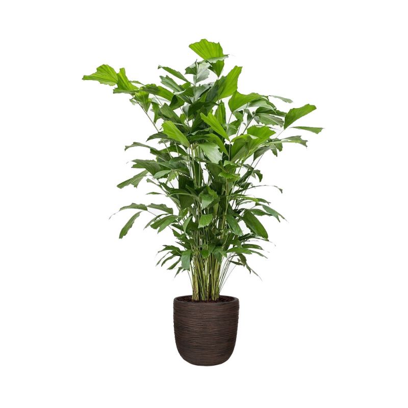 Caryota Mitis in Nature Egg Rib Planter Rib bruin